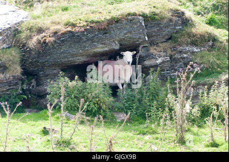 Builth Wells, Powys, Wales, UK. 16th August 2016. Sheep take shelter from the hot sun on the high moorland of the Myndd Epynt range near Builth Wells in Powys, Wales, UK. Credit:  Graham M. Lawrence/Alamy Live News. Stock Photo