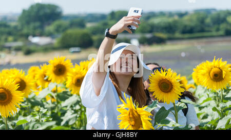 Hertfordshire, UK. 17th Aug, 2016. A girl takes a selfie amongst sunflowers in the summer sunshine at Hitchin Lavender farm. The sunflowers, which have just started to flower, and lavender fields attract visitors who can pick the flowers to take home. Credit:  Stephen Chung/Alamy Live News Stock Photo