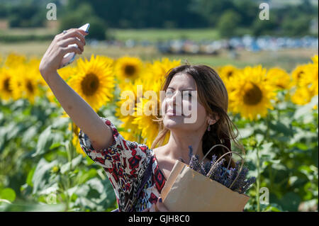 Hertfordshire, UK. 17th Aug, 2016. A girl takes a selfie amongst sunflowers in the summer sunshine at Hitchin Lavender farm. The sunflowers, which have just started to flower, and lavender fields attract visitors who can pick the flowers to take home. Credit:  Stephen Chung/Alamy Live News Stock Photo