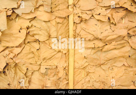 Dry leaves wallpaper in thailand Stock Photo - Alamy