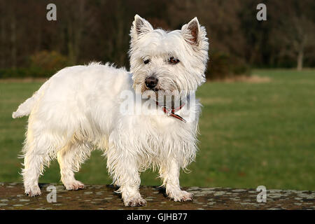 pet dog terrier Stock Photo