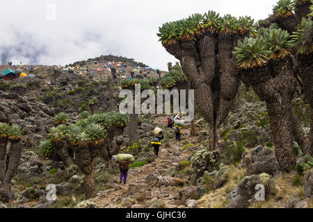 Guides and porters Approaching Barranco Camp on Mount Kilimanjaro, Tanzania Stock Photo