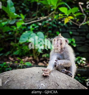 Long tailed monkey, Ubud, Bali, Indonesia Stock Photo