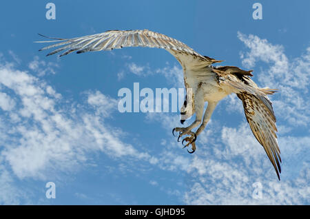 Low angle view of Osprey bird (Pandion haliaetus) flying mid air, Australia Stock Photo