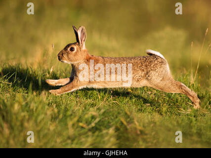 Wild European Rabbit (Oryctolagus cuniculus) running in golden evening sunlight Stock Photo