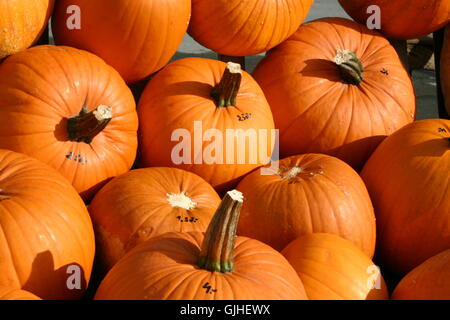 deco vegetable cucurbits Stock Photo