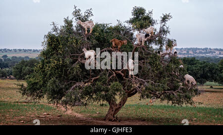 Goats in argan tree, Essaouira, Morocco Stock Photo