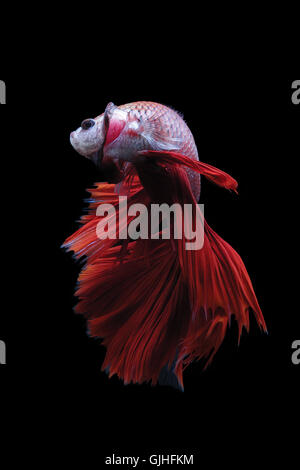 Betta fish, Indonesia Stock Photo