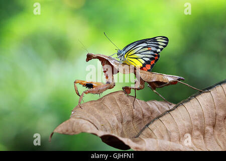 Butterfly sitting on mantis, Indonesia Stock Photo