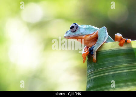 Tree frog sitting on leaf, Indonesia Stock Photo