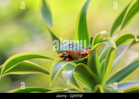 Tree frog sitting in plant, Indonesia Stock Photo
