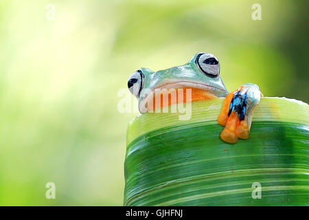 Tree frog sitting on leaf, Indonesia Stock Photo