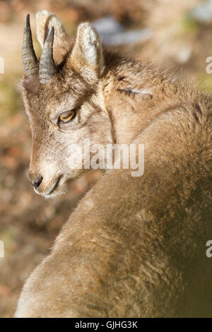 Alpine ibex ( Capra ibex ), young, portrait from Italian Alps Stock Photo