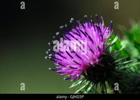 milk thistle Stock Photo