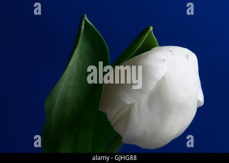 tulips chalice Stock Photo
