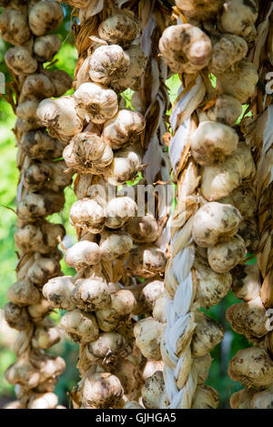 Fresh garlic bunches hanging outdoors