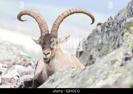 Spanish ibex ( Capra pyrenaica ), male, from Peña de Francia, Spain Stock Photo