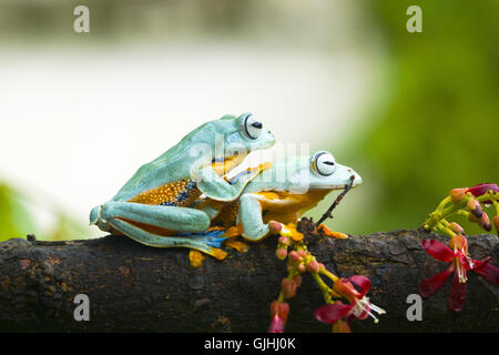 Two javan gliding tree frogs sitting on branch, Indonesia Stock Photo