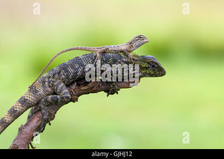 Female lizard with baby lizard sitting on back, Indonesia Stock Photo