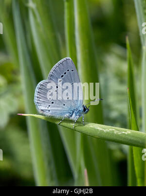 Small Blue butterfly perched on grass.  Howell Hill nature reserve, Ewell, Surrey, England. Stock Photo