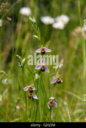 Bee Orchids and Ox-eye Daisies. Hurst Meadows, West Molesey, Surrey, England. Stock Photo