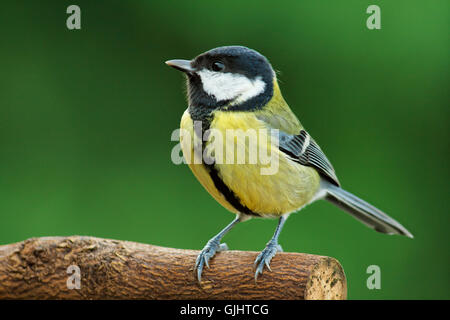 wait waiting bird Stock Photo