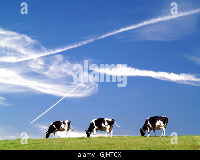 3 cows so close to heaven Stock Photo