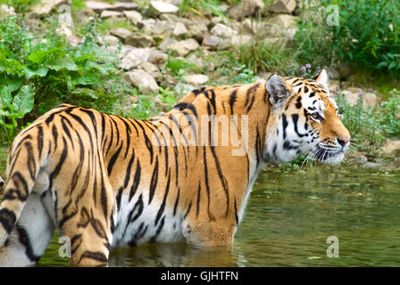sumatran tiger in water