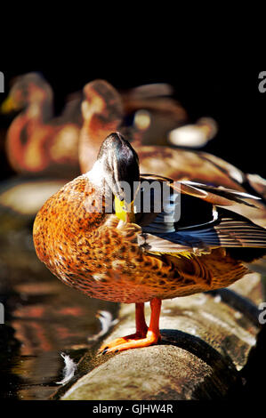 duck stone bird Stock Photo