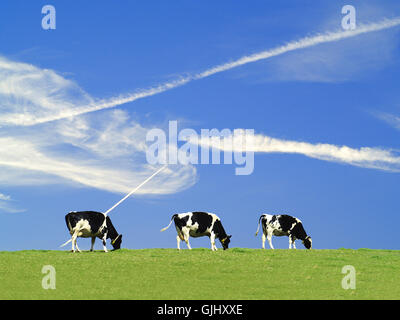 3 cows so close to heaven (2) Stock Photo