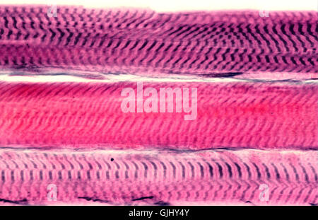 striated muscle Stock Photo