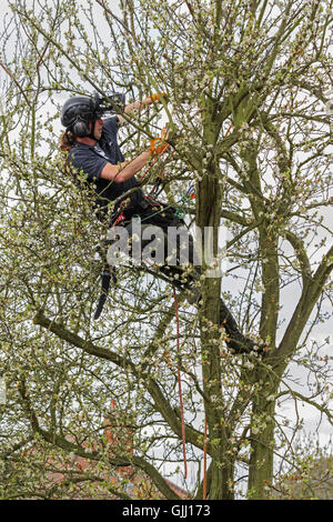 Tree surgeon removing overgrown branches Stock Photo