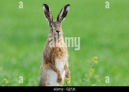 eye organ look Stock Photo