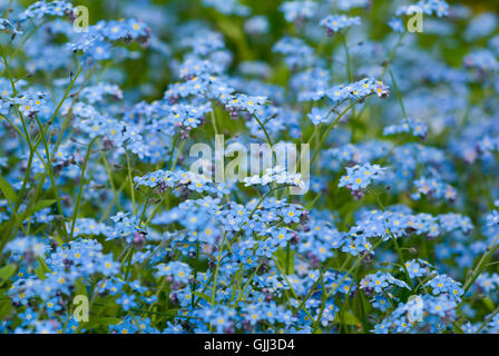 blue flower flowers Stock Photo