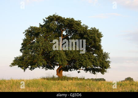 german oak Stock Photo