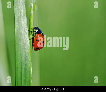 insect beetle dots Stock Photo