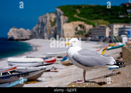 seagull in etretat,normandy Stock Photo