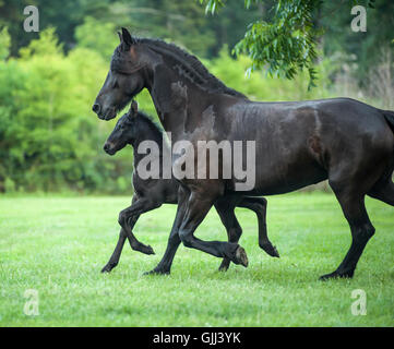 Friesian horse mare and foal Stock Photo