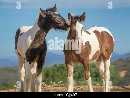 Comical expressions on Gypsy Vanner Horse colt and filly playing Stock Photo