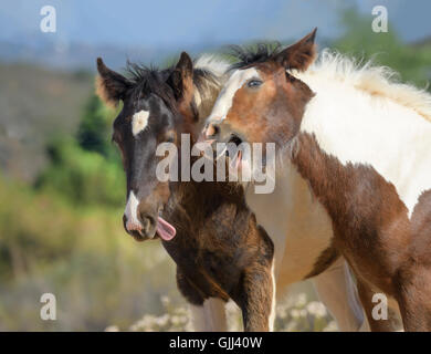 Comical expressions on Gypsy Vanner Horse colt and filly playing Stock Photo