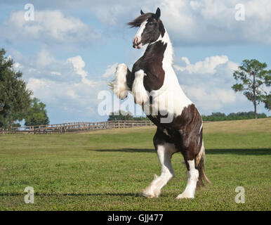 Rearing up Gypsy Vanner Horse filly in grass pasture Stock Photo