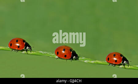 insect beetle dots Stock Photo