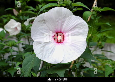 Malvaceae Hibiscus mutabilis. Close up of white hibiscus also known as Confederate rose or cotton rose. Stock Photo