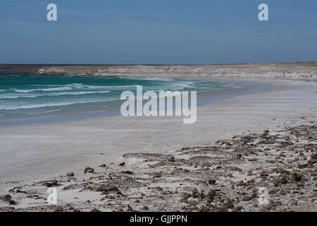 Penguins on a Windswept Beach Stock Photo