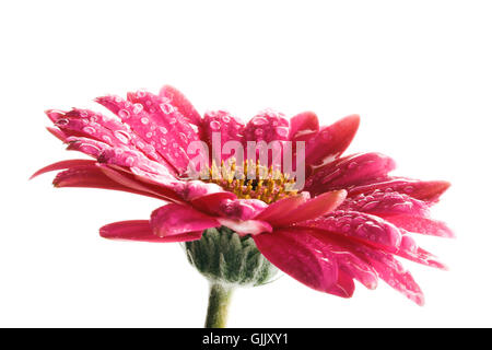 flower plant spring Stock Photo