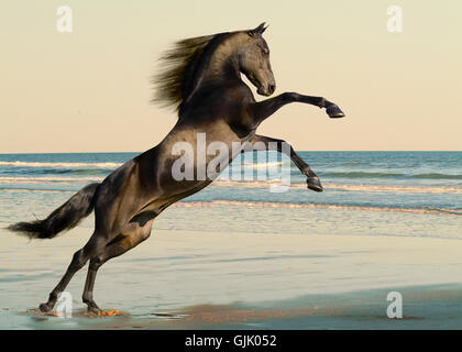 Balck Morgan horse stallion rearing up on ocean beach. Stock Photo