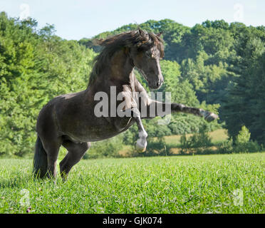 Black Andalusian horse stallion rearing up in tall grass pasture Stock Photo