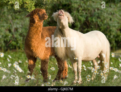 Miniature Horse stallion with llama friend in wildflower meadow Stock Photo