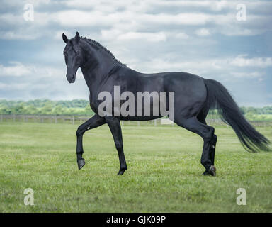 Black Hanovarian stallion with braided mane Stock Photo