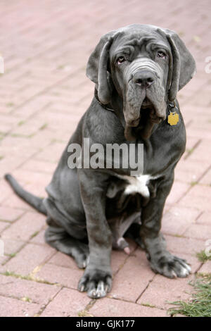 fight fighting dog Stock Photo